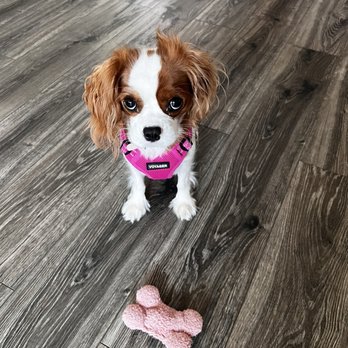 PetSmart - Gianna wants to play fetch! Her favorite game! - Pet Groomers Near Me - Roseville, California