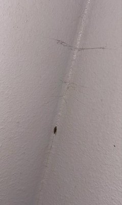 My Hawai‘i Hostel by null