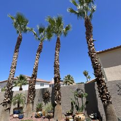 Leo Garcias Lawn Service - After trimming of palm trees