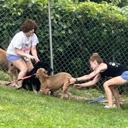 Humane Society - The dogs in this picture both used to have warnings in their adoption profile about this fight. Those warnings were removed.