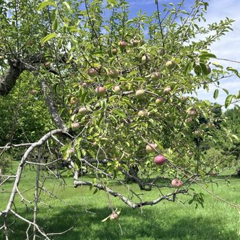 Lost Acres Vineyard - Apples. - Wineries Near Me - Granby, Connecticut Lost Acres Vineyard - Apples. - Wineries Near Me - Granby, Connecticut