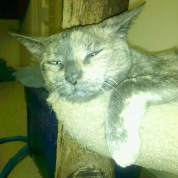 Tree House Humane Society - Gina Marie is the perfect sweet lap cat. Come find out for yourself! - Animal Shelters Near Me - Chicago, Illinois Tree House Humane Society - Gina Marie is the perfect sweet lap cat. Come find out for yourself! - Animal Shelters Near Me - Chicago, Illinois
