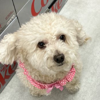 Abbi's Grooming - Another before of Sadie! - Pet Groomers Near Me - Lincoln, California Abbi's Grooming - Another before of Sadie! - Pet Groomers Near Me - Lincoln, California