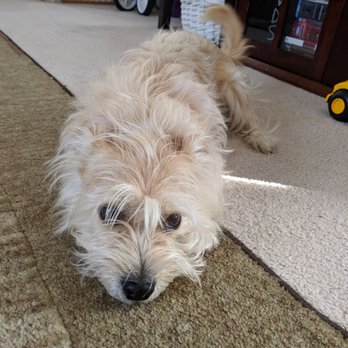 The Groomery - Before - Pet Sitting Near Me - Rosamond, California The Groomery - Before - Pet Sitting Near Me - Rosamond, California