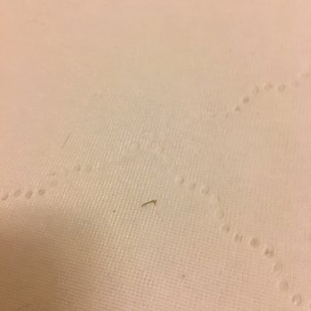 Florida Dream Homes - Mattress cover with grime and animal hair - Vacation Rentals Near Me - Kissimmee, Florida