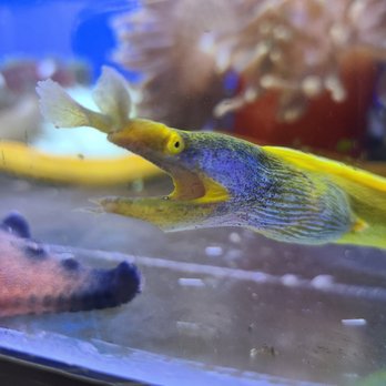 Beital's Aquariums - Aquarium Services Near Me - Pearl River, New York Beital's Aquariums - Aquarium Services Near Me - Pearl River, New York