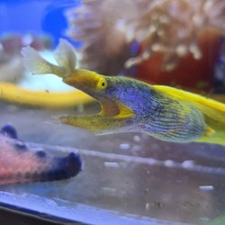 Beital's Aquariums
