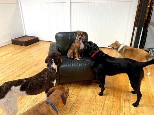 downtown dogs webcam