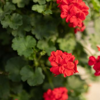 Bachman's Maplewood - Shop patio planters with your favorite summer flowers, like geraniums! - Nurseries & Gardening Near Me - Maplewood, Minnesota