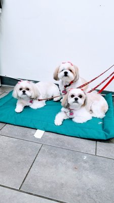 Adorable Pet Grooming Salon by null