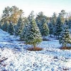 Double Creek Christmas Tree Farm