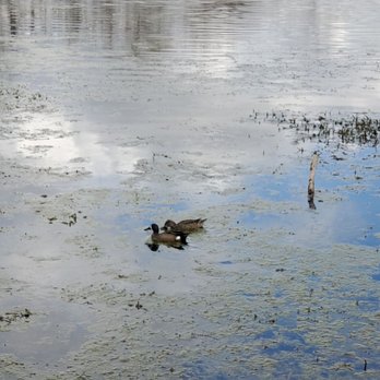 Brazos Bend State Park - Parks Near Me - Needville, Texas