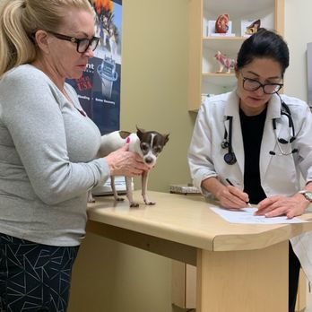 Warm Hearts Pet Hospital - Doctor Inna and Smokey getting examined - Veterinarians Near Me - Henderson, Nevada Warm Hearts Pet Hospital - Doctor Inna and Smokey getting examined - Veterinarians Near Me - Henderson, Nevada