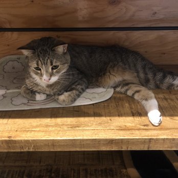 Catfe - Cafes Near Me - Vancouver, British Columbia Catfe - Cafes Near Me - Vancouver, British Columbia