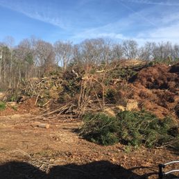 Where the trees go to their death... Where the trees go to their death...