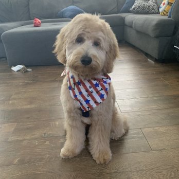 Gail's Groomerie - Pet Groomers Near Me - Naperville, Illinois
