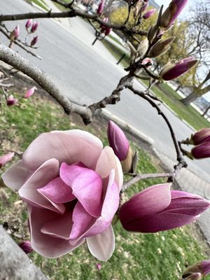 Goodale Park by null