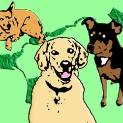 The Emerald Neckleash - Providing daily walks in Emerald Necklace areas including Rosi, JP and West Rox