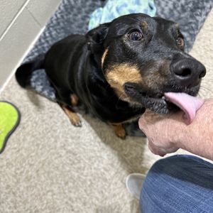 Headlee’s Kennels on Yelp