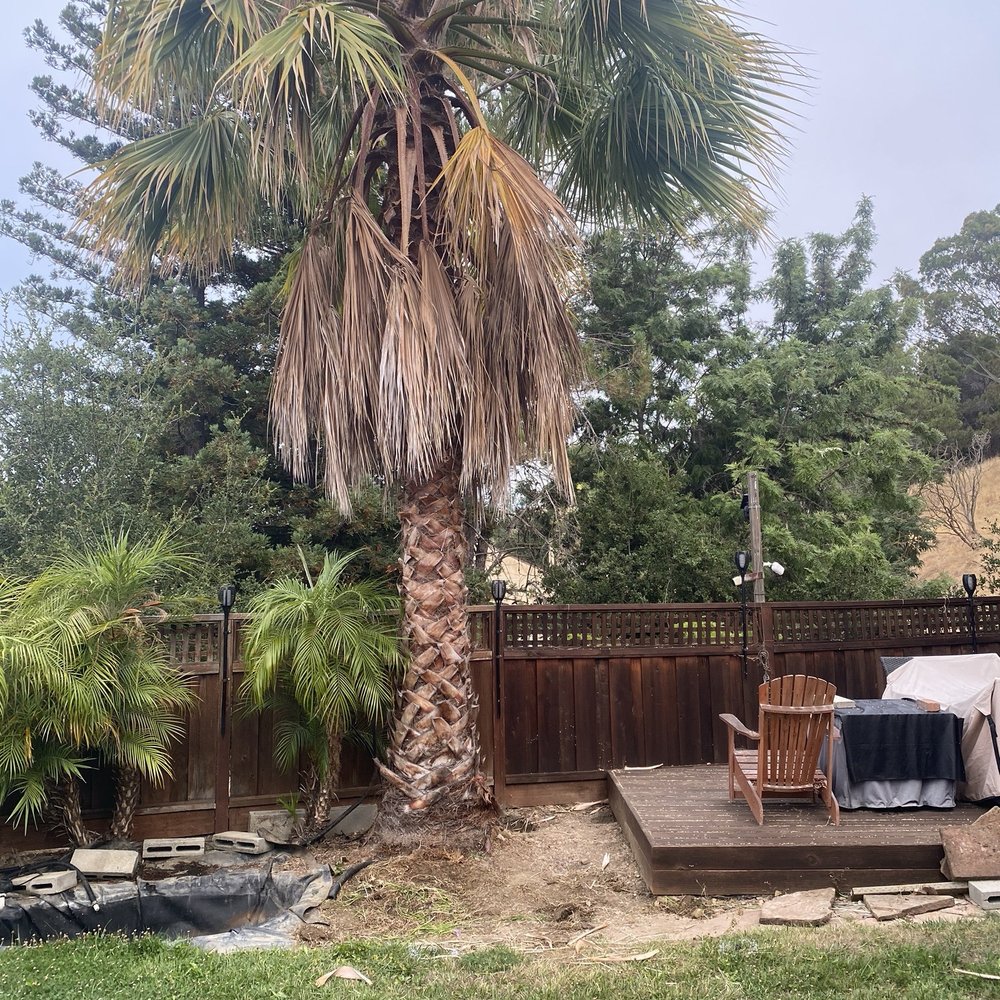 Bay Area Tree Pro - This is a picture of the tree before it was removed. - Tree Services Near Me Bay Area Tree Pro - This is a picture of the tree before it was removed. - Tree Services Near Me