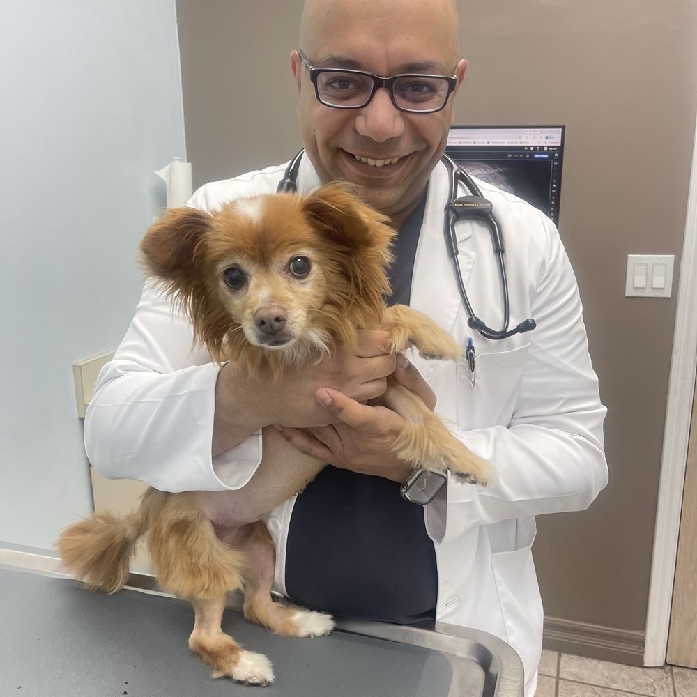 American Veterinary Hospital - Dr. Ekladios and our baby at her post-op appointment. - Veterinarians Near Me - Simi Valley, California American Veterinary Hospital - Dr. Ekladios and our baby at her post-op appointment. - Veterinarians Near Me - Simi Valley, California
