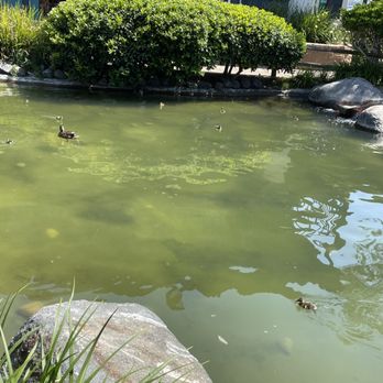 Lake Miramar - Ducks - Lakes Near Me - San Diego, California Lake Miramar - Ducks - Lakes Near Me - San Diego, California