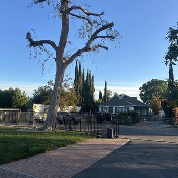 Pineda's Tree Care - After (and all cleaned up) - Tree Services Near Me Pineda's Tree Care - After (and all cleaned up) - Tree Services Near Me