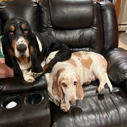 Stonewall Farm Bassets