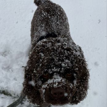 Happy Dog - Booker on a snowy day in April. - Dog Walkers Near Me Happy Dog - Booker on a snowy day in April. - Dog Walkers Near Me