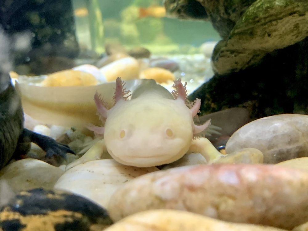 AQUARIUM & SHARK LAB BY TEAM ECCO 511 N Main St, Hendersonville, North Carolina 37 Photos