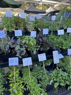 Vista Farmers Market by null