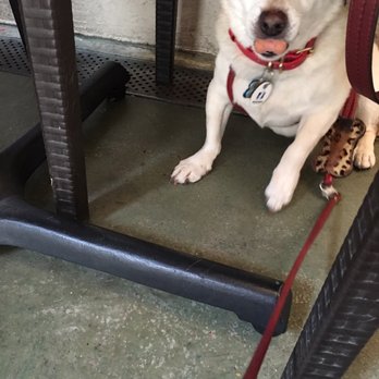 Eureka! - My dog after discovering the doggy treat bowl - American Near Me - Indian Wells, California