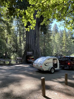 Drive-Thru Tree Park Leggett by null