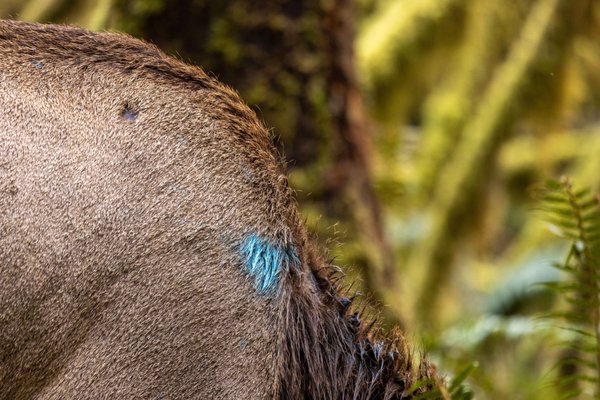 Hoh Rain Forest by null