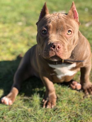 kamaka exotic animal veterinary services