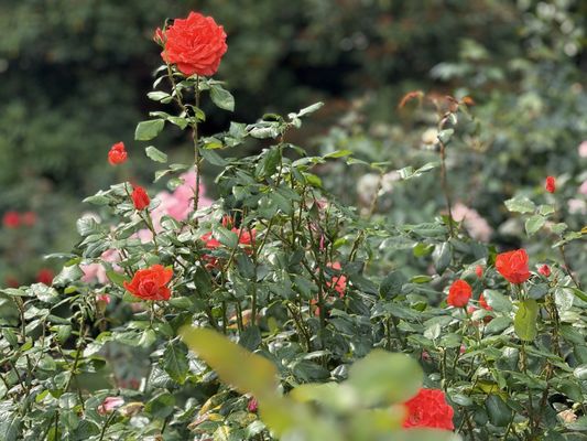 International Rose Test Garden by null International Rose Test Garden by null