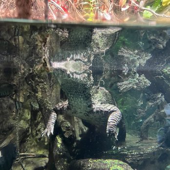 National Aquarium - Aquariums Near Me - Baltimore, Maryland National Aquarium - Aquariums Near Me - Baltimore, Maryland