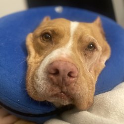 Fullwood Animal Hospital