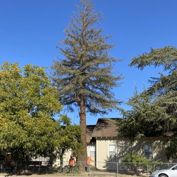 Jose's Tree Service - Big redwood near house - Tree Services Near Me - Placerville, California