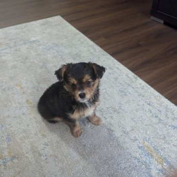 Oca Nera - a small puppy sitting on a rug - Italian Near Me - Woodbridge, Ontario Oca Nera - a small puppy sitting on a rug - Italian Near Me - Woodbridge, Ontario