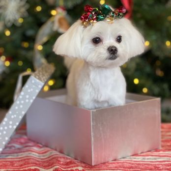 A Clip Above - Pet Groomers Near Me - Centennial, Colorado A Clip Above - Pet Groomers Near Me - Centennial, Colorado