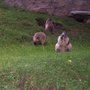 Photo of Parc Animalier de Merlet