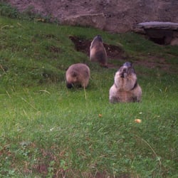 Parc Animalier de Merlet