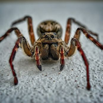 Solidified Pest Control - Pest Control Near Me - Ann Arbor, Michigan