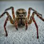 Photo of Solidified Pest Control
