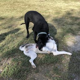 German shepherd mix and 3-legged husky dogs playing in the grass on a hot summer afternoon