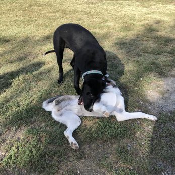 Toad Hollow Dog Park - German shepherd mix and 3-legged husky dogs playing in the grass on a hot summer afternoon - Dog Parks Near Me - Davis, California