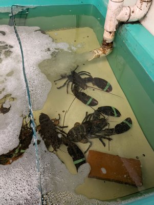 Essex Seafood by null