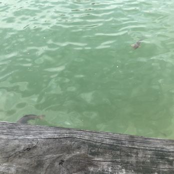 Sportsman's Marina - Fish swim to dock to get fed. - Marinas Near Me - Abingdon, Virginia