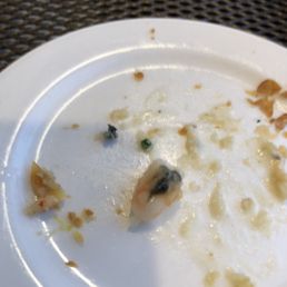 Moldy shrimp?!